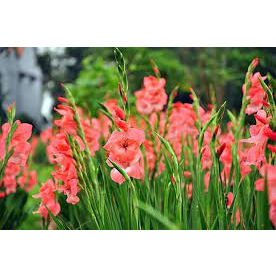 Phân bón thúc nở hoa Flower 40-40 1KG