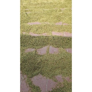 Lúa quê, gạo quê lúa trồng tại quê vùng núi ba vì.  lúa sạch, gạo sạnh, lúa 225