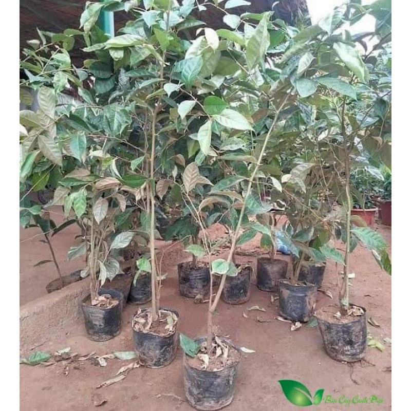 Cây nhót ngọt Mỹ