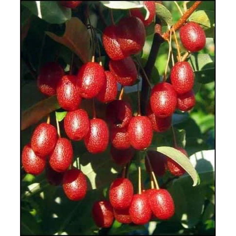 Cây nhót ngọt Mỹ