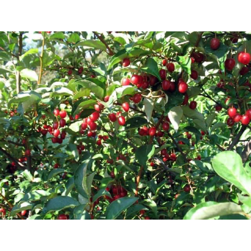 Cây nhót ngọt Mỹ