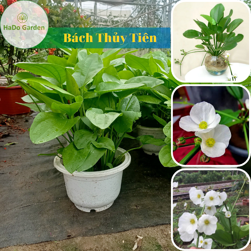 Bách Thủy Tiên Cây (Tặng kèm phân) mang đến cho gia chủ tài lộc,niềm vui,may mắn,cây phong thủy tốt trồng trong nhà
