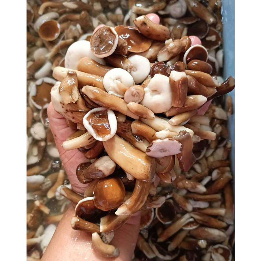 Nấm Tràm Thiên Nhiên 500gr