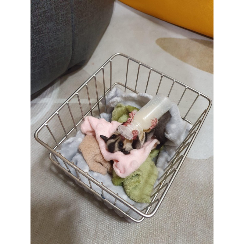 Bình Sữa cho Sóc Bay Úc-Hamster