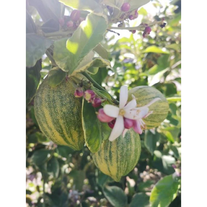 CÂY GIỐNG CHANH CẨM THẠCH