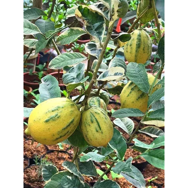 CÂY GIỐNG CHANH CẨM THẠCH