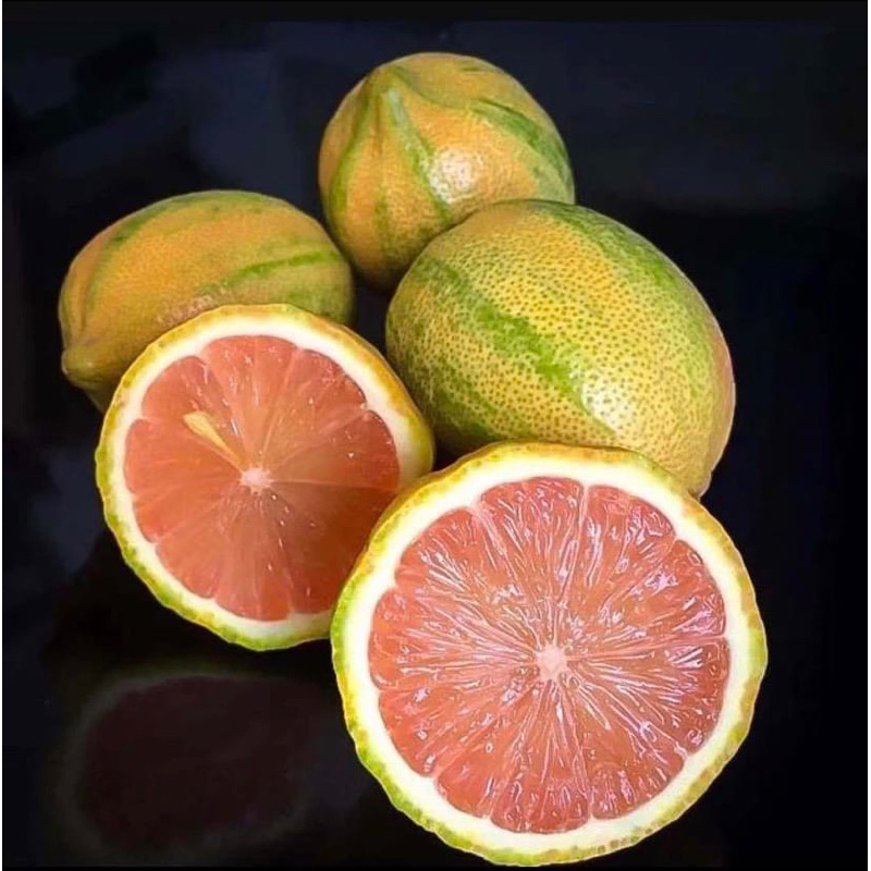 CÂY GIỐNG CHANH CẨM THẠCH