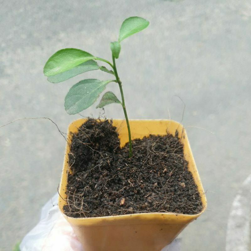 1 cây chanh mầm cao 5cm, cây chanh ăn quả