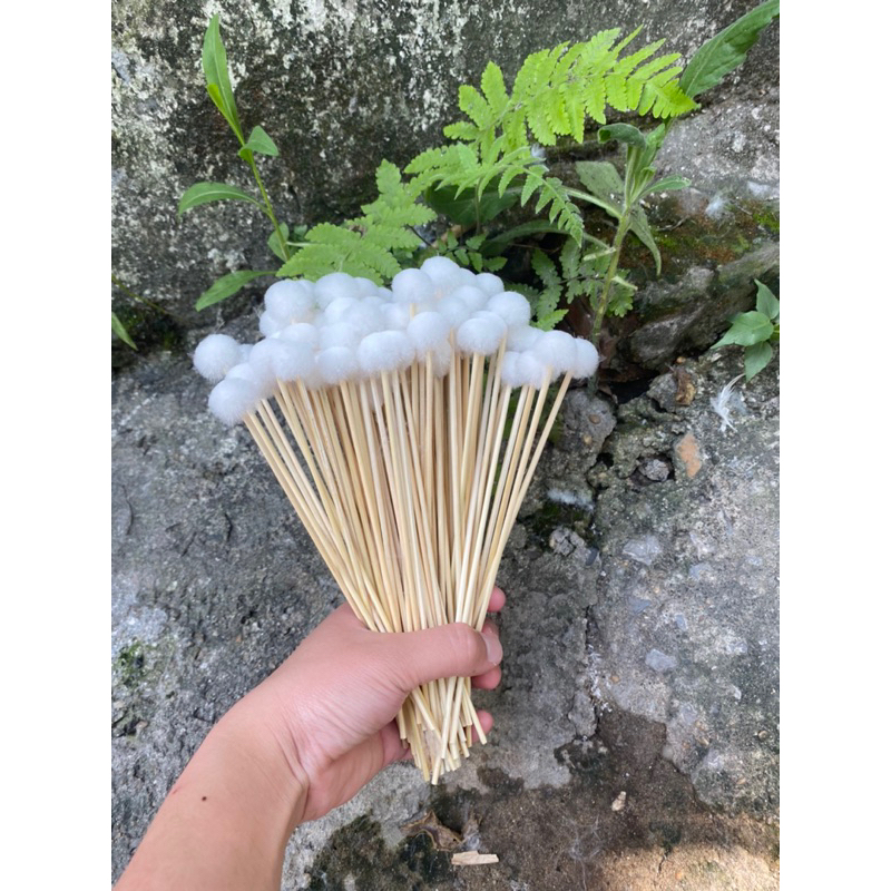 Bông se tai lông vịt mềm mại