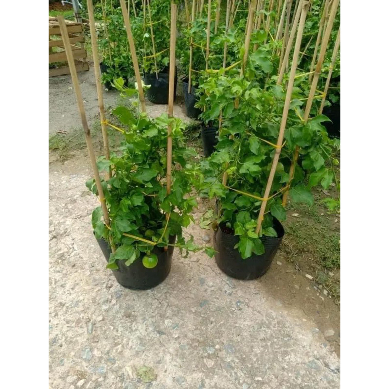 Cây giống chanh leo