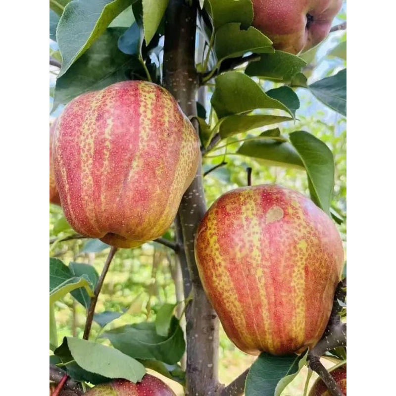 Cây giống Lê má đỏ