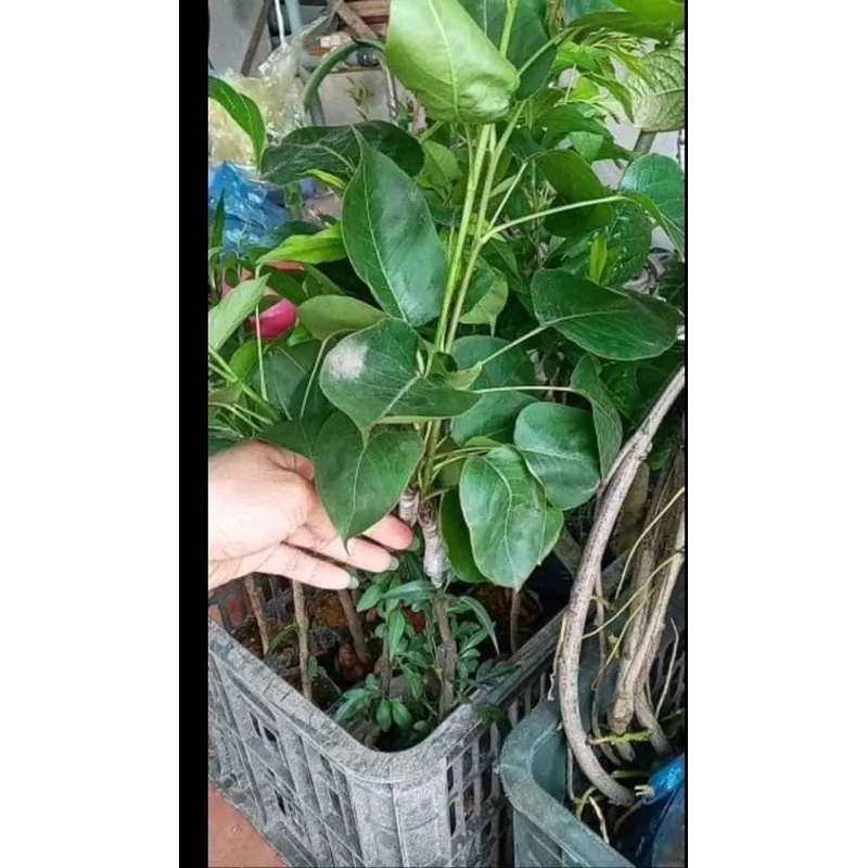 Cây giống Lê má đỏ