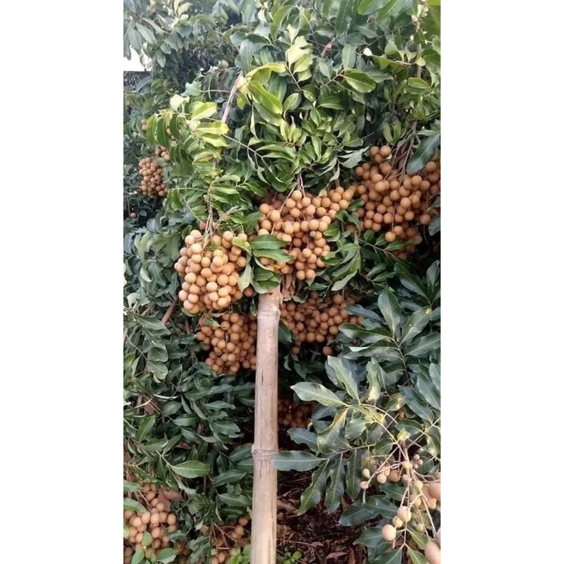 Cây giống Nhãn hạt lép