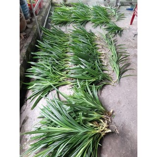 cây lá dứa thơm (lá nếp thơm) rễ trần. cung cấp sll