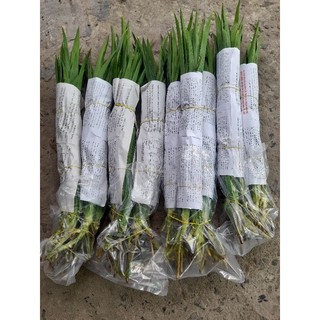 cây lá dứa thơm (lá nếp thơm) rễ trần. cung cấp sll