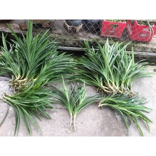 cây lá dứa thơm (lá nếp thơm) rễ trần. cung cấp sll