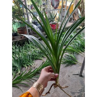 cây lá dứa thơm (lá nếp thơm) rễ trần. cung cấp sll