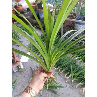 Cây lá dứa thơm rễ trần. cung cấp sll