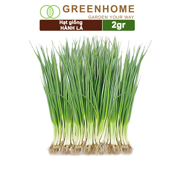 Hạt giống hành lá cao sản Greenhome, gói 2gr,  sinh trưởng mạnh, năng suất cao G01