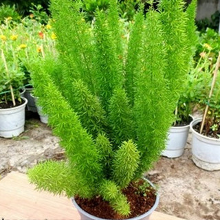 Hạt giống cây tùng đuôi chồn - trúc thiên môn - 5 hạt