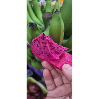 Thanh long tím đỏ Mộc Châu(1kg)