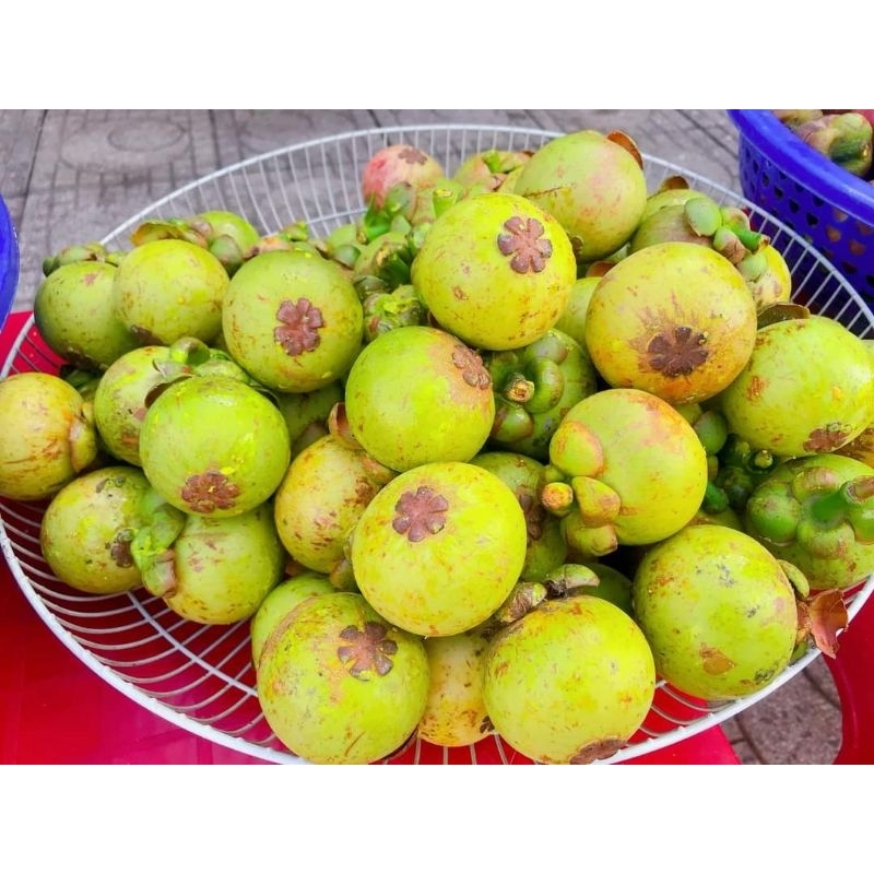 1kg măng cụt sống xanh Lái Thiêu làm gỏi gà