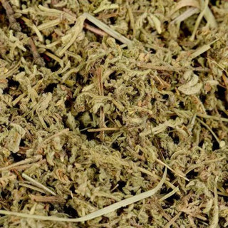 {PBMC} Cỏ thần kỳ Kamba
