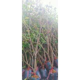 hồng xiêm xoài( sapochê)