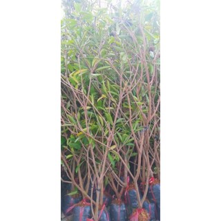 hồng xiêm xoài( sapochê)