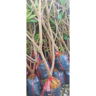 Hồng xiêm xoài
