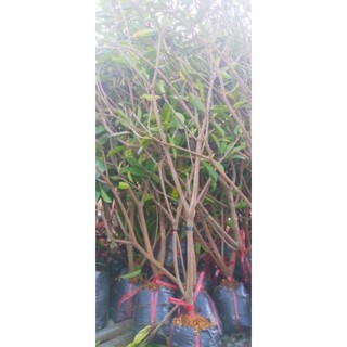hồng xiêm xoài( sapochê)