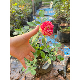 cây hoa hồng Color Shell 35-45cm