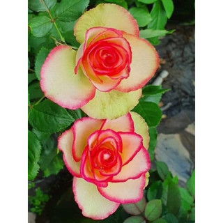 cây hoa hồng Color Shell 35-45cm