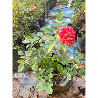 cây hoa hồng Color Shell 35-45cm