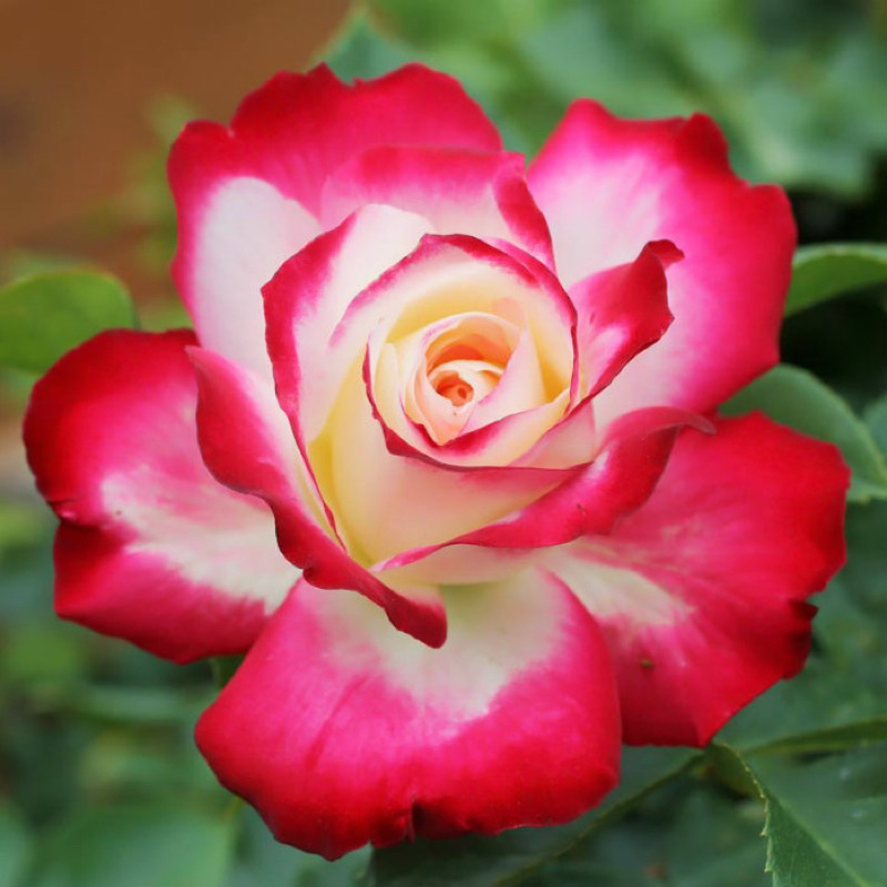 cây hoa hồng Cherry parfail 35-45cm