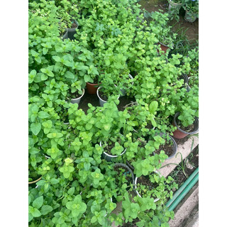 Hạt giống- Bầu cây giống Bạc hà các loại (bạc hà Âu, Nhật, chocomint, bạc hà táo, bạc hà cam, bạc hà chanh xả) cây bầu