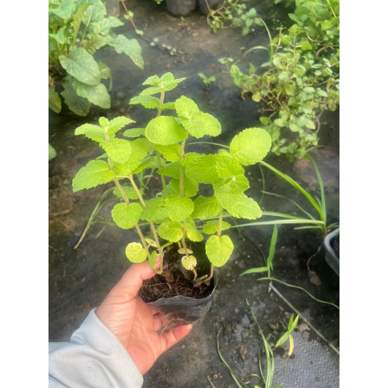 Bầu  Bạc hà các loại  cây bầu