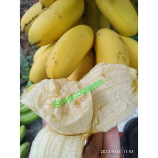 cây giống chuối cau đen
