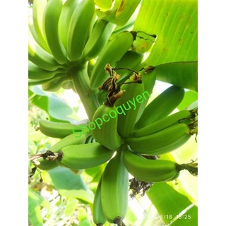 cây giống chuối cau đen
