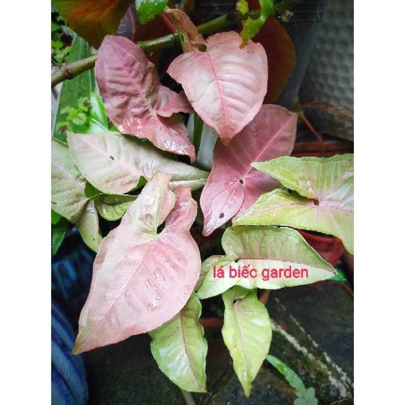trầu bà hồng ( syngonium pink )