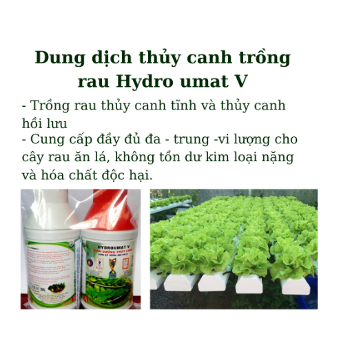 Dinh Dưỡng Thủy Canh HYDRO UMAT V & F Dùng Cho Rau Ăn Lá và Cây Ăn Quả An Toàn Cho Sức Khỏe