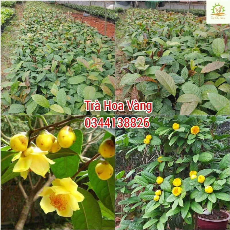 Cây giống Trà Hoa Vàng ba chẽ Quảng Ninh