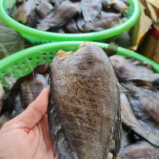 Khô cá sặc bổi, sặc rằn loại 1 đặc sản miền tây chính gốc