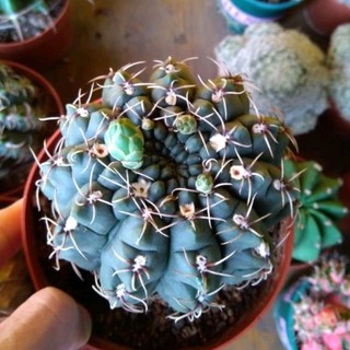 Xương rồng thần long size lớn 7-9cm💥bao hư hỏng