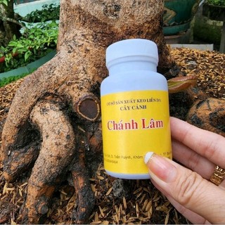 Keo liền da cây cảnh chánh lâm