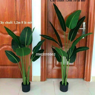 Cây Chuối Rẻ Quạt 1M6 Trang trí Nhà Cửa, Nhà Hàng, Coffee, Khách Sạn, Tặng Giỏ Cói Và Sỏi Trắng
