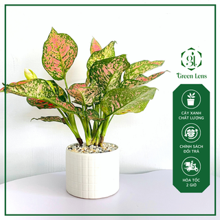 Cây Vạn Lộc GREEN LENS cây để bàn, cây xanh decor hợp phong thủy hút tài lộc