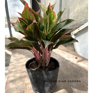 Cây phú quý cây trang trí nội thất dễ chăm sóc