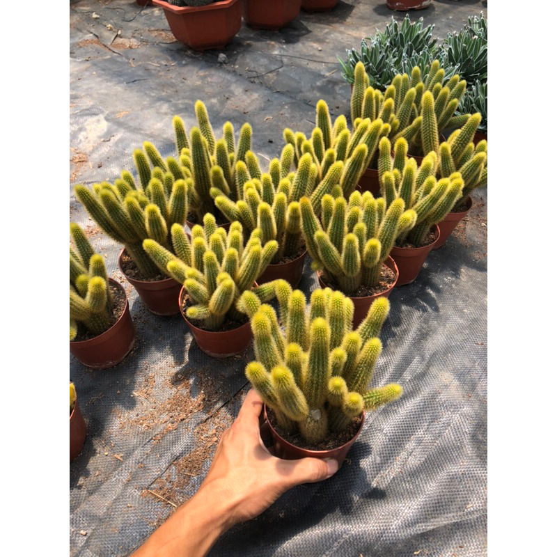 Sale 50% siêu rẻ xương rồng đuôi chồn vàng (chậu 1-6 cây)