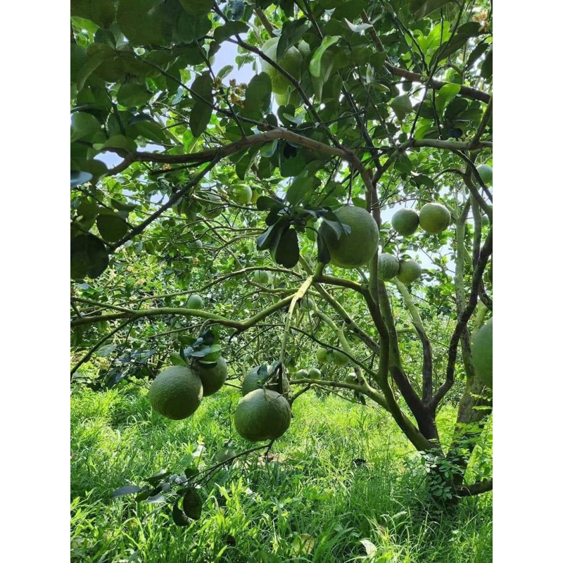 Cây giống bưởi da xanh